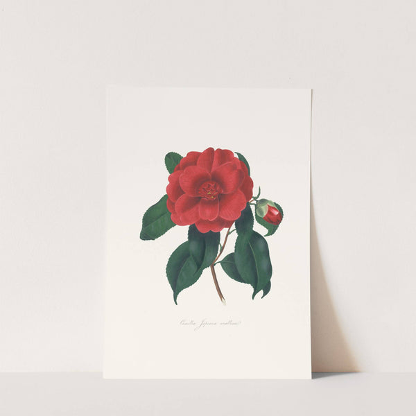 Illustrations and descriptions of the plants which compose the natural order Camellieae Pl.10 by Alfred Chandler