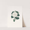 Illustrations and descriptions of the plants which compose the natural order Camellieae Pl.11 by Alfred Chandler
