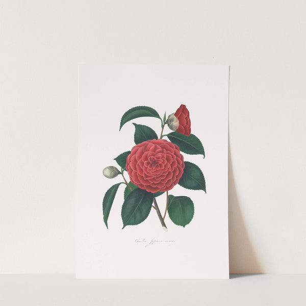 Illustrations and descriptions of the plants which compose the natural order Camellieae Pl.12 by Alfred Chandler