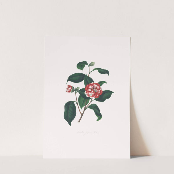 Illustrations and descriptions of the plants which compose the natural order Camellieae Pl.13 by Alfred Chandler