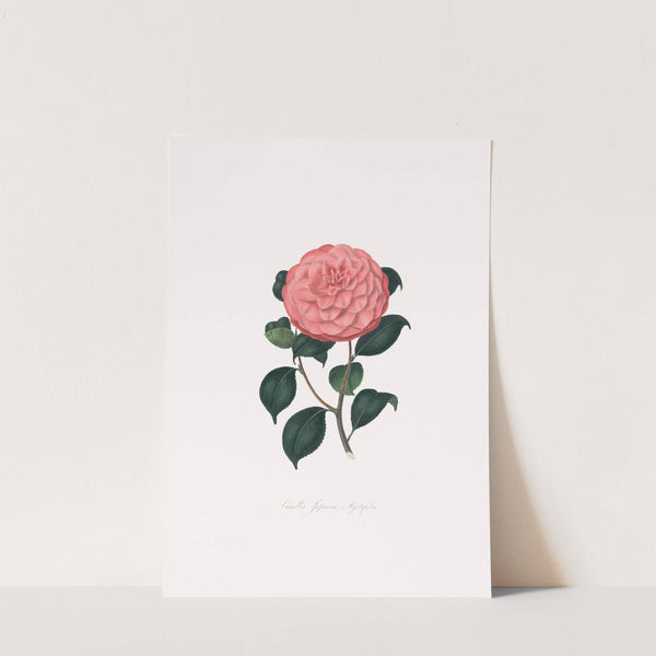 Illustrations and descriptions of the plants which compose the natural order Camellieae Pl.14 by Alfred Chandler