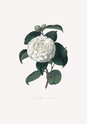 Illustrations and descriptions of the plants which compose the natural order Camellieae Pl.15 — size preview
