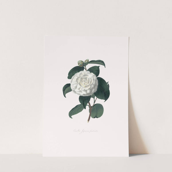 Illustrations and descriptions of the plants which compose the natural order Camellieae Pl.15 by Alfred Chandler