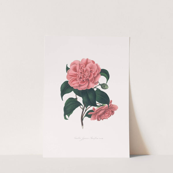 Illustrations and descriptions of the plants which compose the natural order Camellieae Pl.19 by Alfred Chandler