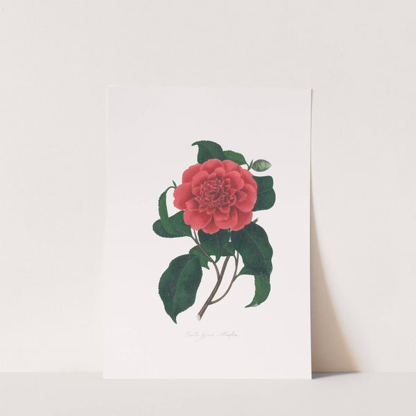 Illustrations and descriptions of the plants which compose the natural order Camellieae Pl.20 by Alfred Chandler