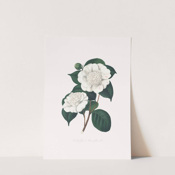 Illustrations and descriptions of the plants which compose the natural order Camellieae Pl.21 by Alfred Chandler