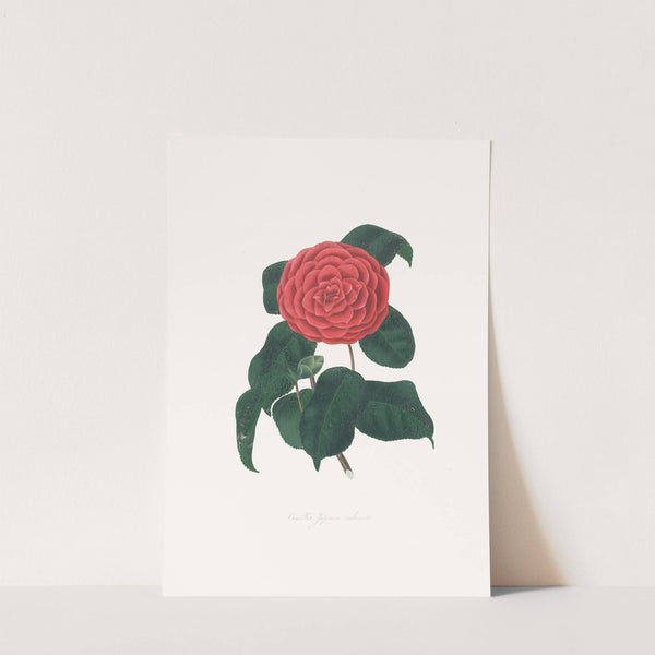 Illustrations and descriptions of the plants which compose the natural order Camellieae Pl.22 by Alfred Chandler