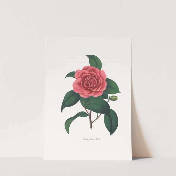 Illustrations and descriptions of the plants which compose the natural order Camellieae Pl.23 by Alfred Chandler