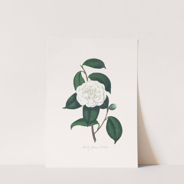 Illustrations and descriptions of the plants which compose the natural order Camellieae Pl.27 by Alfred Chandler