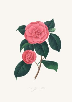 Illustrations and descriptions of the plants which compose the natural order Camellieae Pl.28 — size preview
