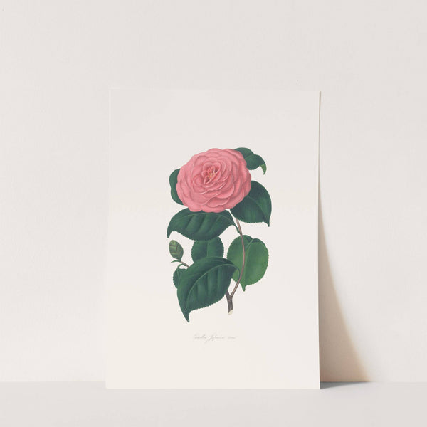 Illustrations and descriptions of the plants which compose the natural order Camellieae Pl.29 by Alfred Chandler