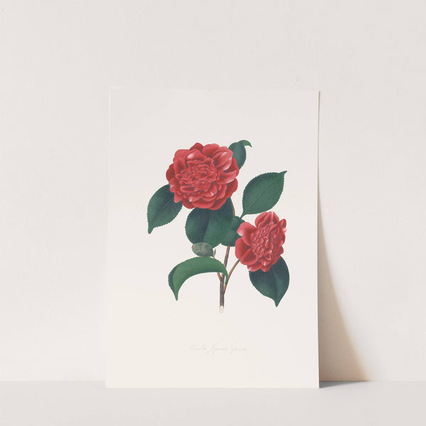 Illustrations and descriptions of the plants which compose the natural order Camellieae Pl.32 by Alfred Chandler