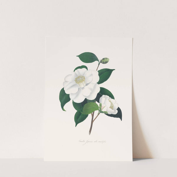 Illustrations and descriptions of the plants which compose the natural order Camellieae Pl.33 by Alfred Chandler