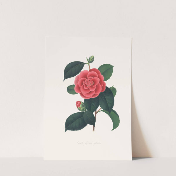 Illustrations and descriptions of the plants which compose the natural order Camellieae Pl.35 by Alfred Chandler