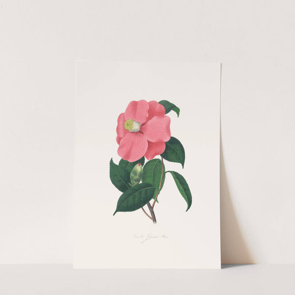 Illustrations and descriptions of the plants which compose the natural order Camellieae Pl.38 by Alfred Chandler