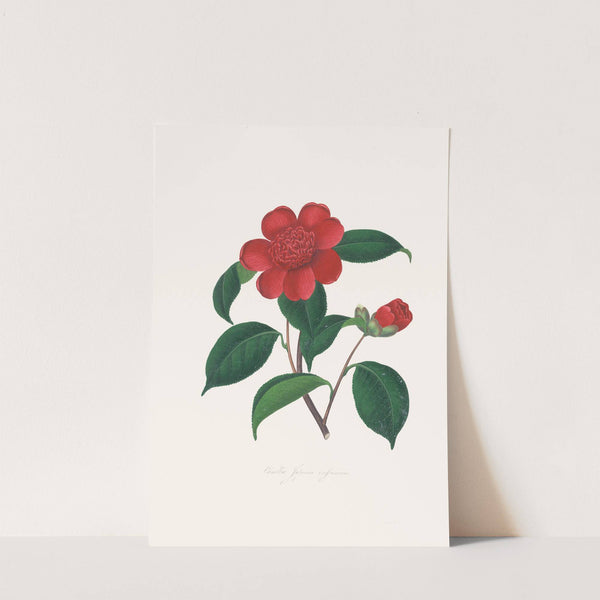 Illustrations and descriptions of the plants which compose the natural order Camellieae Pl.39 by Alfred Chandler