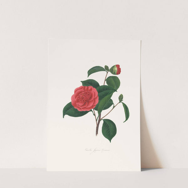 Illustrations and descriptions of the plants which compose the natural order Camellieae Pl.40 by Alfred Chandler