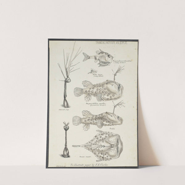 Illustrations of Argyropelecus intermedius ; Aegæonichthys appellii ; profile and dorsal aspect by Frank Edward Clarke