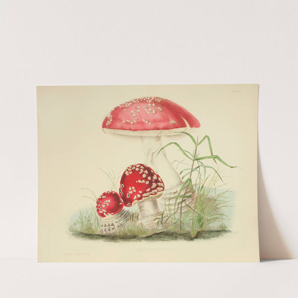 Illustrations of British mycology Pl.01 by Anna Maria Hussey