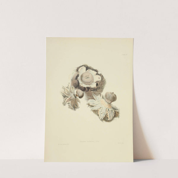 Illustrations of British mycology Pl.02 by Anna Maria Hussey