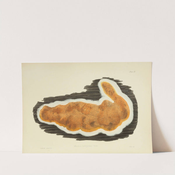 Illustrations of British mycology Pl.03 by Anna Maria Hussey