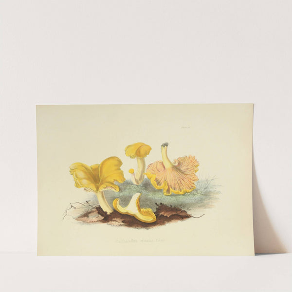 Illustrations of British mycology Pl.04 by Anna Maria Hussey