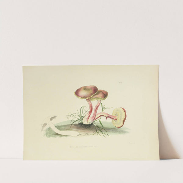 Illustrations of British mycology Pl.05 by Anna Maria Hussey