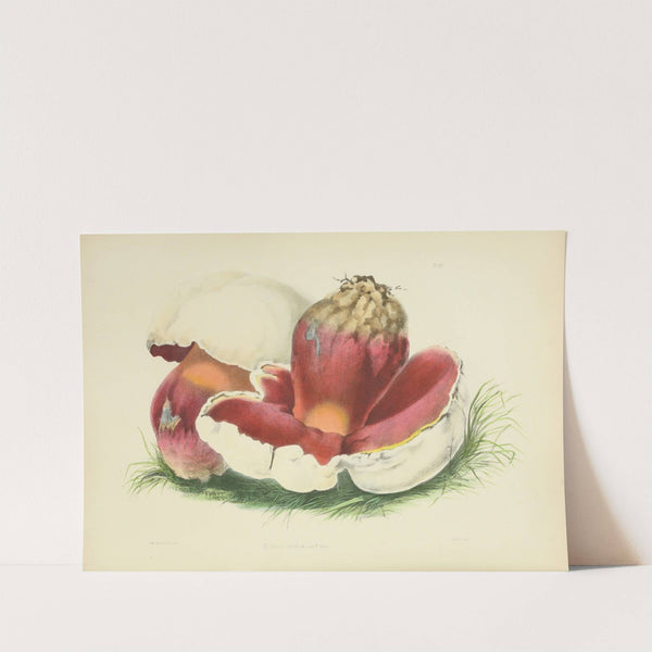 Illustrations of British mycology Pl.07 by Anna Maria Hussey