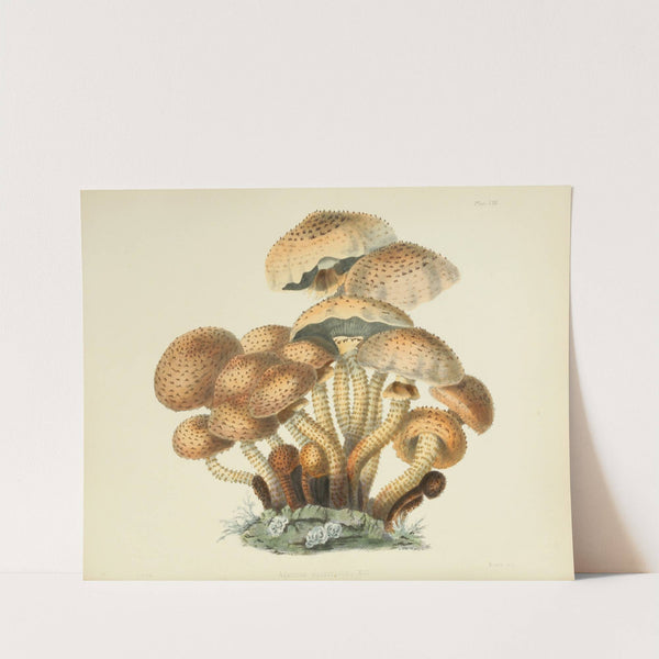 Illustrations of British mycology Pl.08 by Anna Maria Hussey