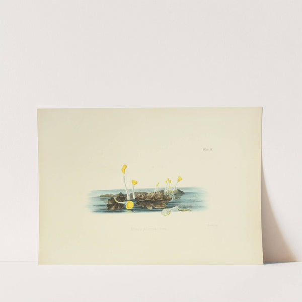 Illustrations of British mycology Pl.09 by Anna Maria Hussey