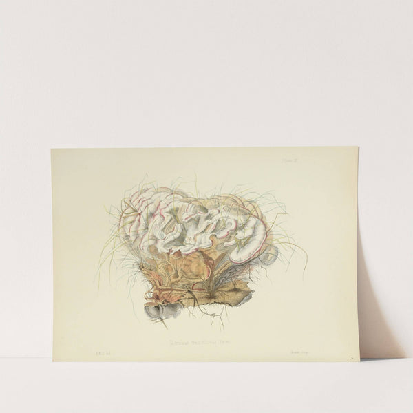 Illustrations of British mycology Pl.10 by Anna Maria Hussey