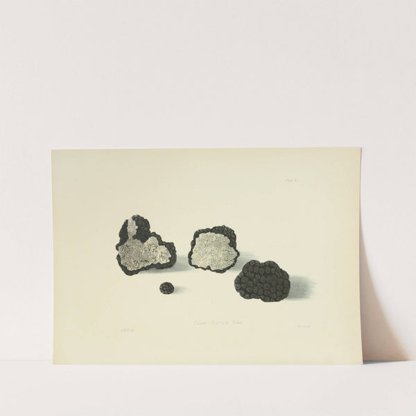 Illustrations of British mycology Pl.11 by Anna Maria Hussey