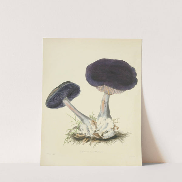 Illustrations of British mycology Pl.12 by Anna Maria Hussey