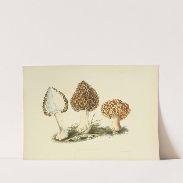 Illustrations of British mycology Pl.13 by Anna Maria Hussey