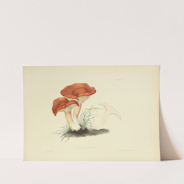 Illustrations of British mycology Pl.15 by Anna Maria Hussey