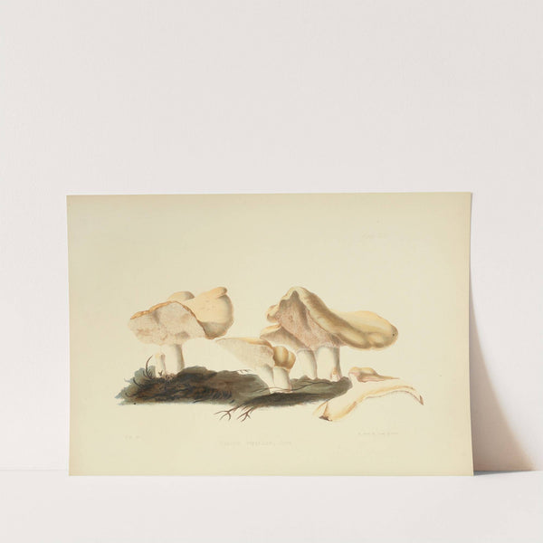 Illustrations of British mycology Pl.16 by Anna Maria Hussey