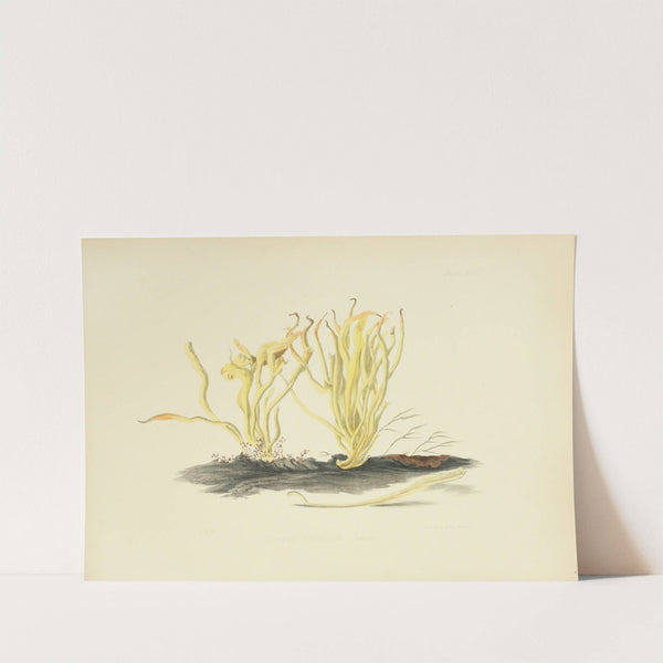 Illustrations of British mycology Pl.18 by Anna Maria Hussey