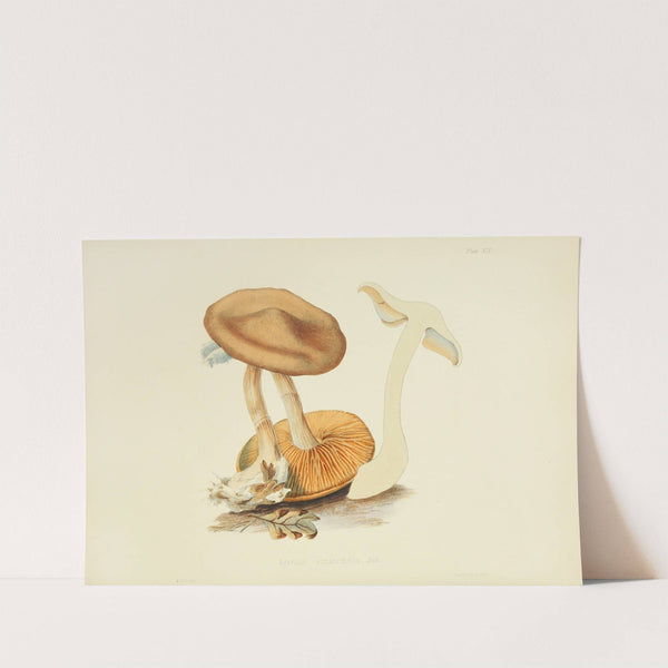 Illustrations of British mycology Pl.19 by Anna Maria Hussey