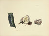 Illustrations of British mycology Pl.20