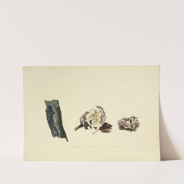 Illustrations of British mycology Pl.20 by Anna Maria Hussey