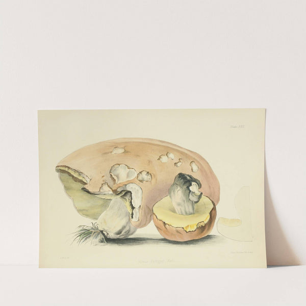 Illustrations of British mycology Pl.22 by Anna Maria Hussey