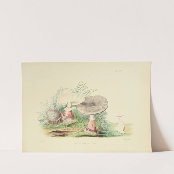 Illustrations of British mycology Pl.23 by Anna Maria Hussey