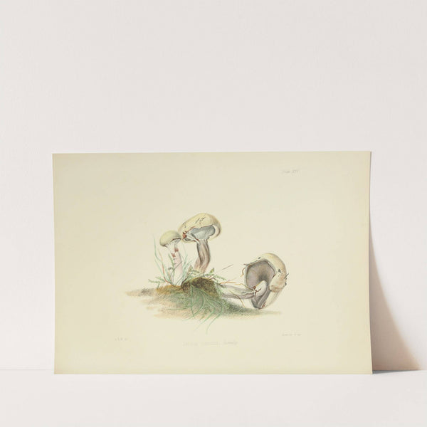 Illustrations of British mycology Pl.25 by Anna Maria Hussey