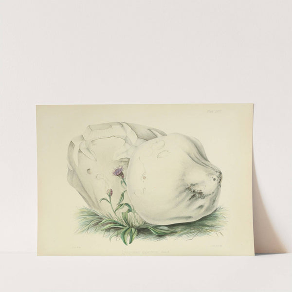 Illustrations of British mycology Pl.26 by Anna Maria Hussey