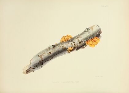 Illustrations of British mycology Pl.27