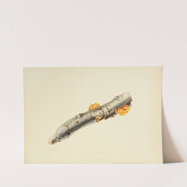 Illustrations of British mycology Pl.27 by Anna Maria Hussey