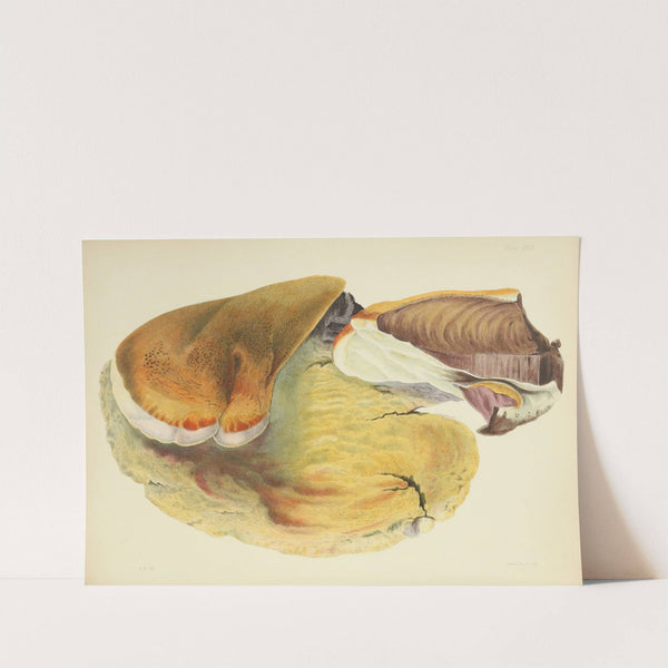 Illustrations of British mycology Pl.29 by Anna Maria Hussey