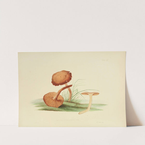 Illustrations of British mycology Pl.30 by Anna Maria Hussey