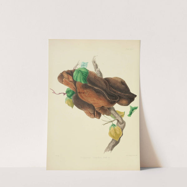 Illustrations of British mycology Pl.31 by Anna Maria Hussey