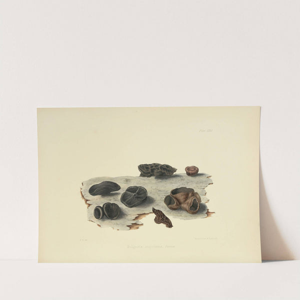 Illustrations of British mycology Pl.32 by Anna Maria Hussey